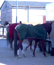 Frühlingswanderritt 2003