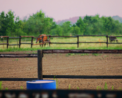 Training - River Valley Ranch
